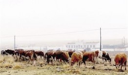 西乌旗羊价最新爆料,揭秘涨跌背后的市场秘密