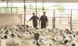 西乌旗羊价最新爆料,揭秘涨跌背后的市场秘密