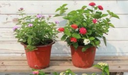 泸州小三爆料视频最新,真相揭露，家庭伦理再引关注